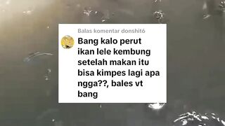 Apakah ikan lele yang KEMBUNG perutnya bisa KEMPES lagi❓