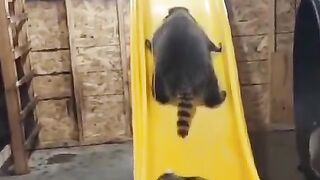 raccoons play with other