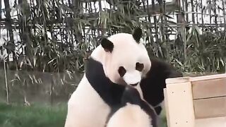 Panda with his mom