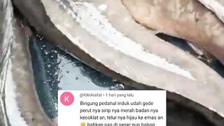 Penyebab telur lele GAGAL menetas atau BONOR padahal induk lele siap PIJAH