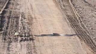 Snake & Frog Fighting