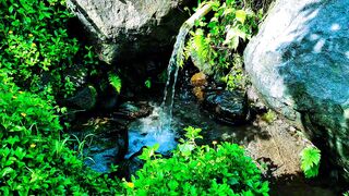 Tropical Green Forest River Flow Sounds for Relaxing, Sleeping, Healing Stress, and Meditation