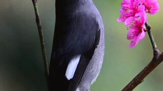 Most Beautiful Birds In World | Cute Birds Video