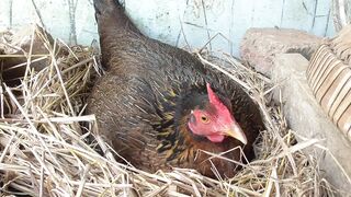 ayam betina mengerami telur petarangan