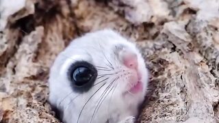 Aweee so adorable flying squirrel.