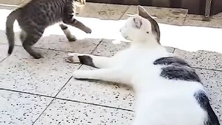 Cats playing