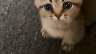 Yoooumy small cat