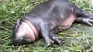 A rhinoceros eats while sleeping