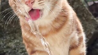 a cat is drinking water