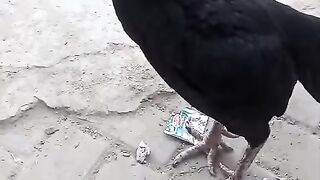 Black chicken