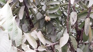 While plucking guavas in the garden. آپ مجھے فالو کریں میں آپ کو فالو کروں گا