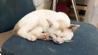 Cute cat is sleeping on a chair