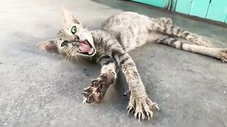 Wild cat sheds tears, maybe it's sick or hungry