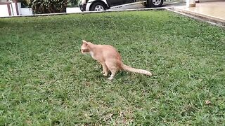 Cat wipes butt on grass