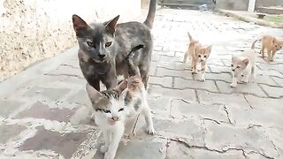 The mother cat did not provide enough milk for her four kittens