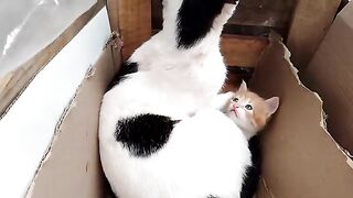 Mother cat cleaning orphan kitten and treats him like her only kitten