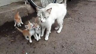 Kittens asking milk from her mother cat who needs food