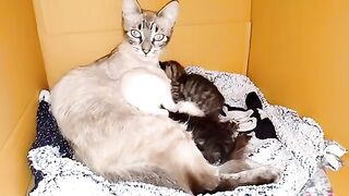 Mother cat cleaning her kittens and keeps them clean all the time