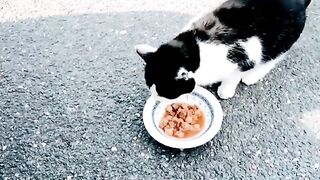 Beautiful Cat Eating