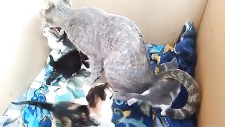 The mother cat tries hard to clean her kittens' eyes so they can see well