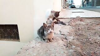 Cuddling a kitten with her soft furry mother cat will be good for your heart