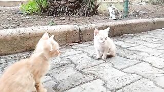 Mother cat thanks me for treating the kitten's sore eye and feeding her family