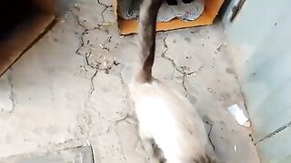 Mother cat hid her kittens in the big box and showed a loving reaction towards me