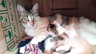 Two kittens sucking milk from the mother cat drove her crazy