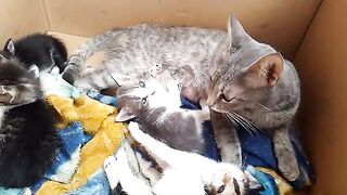 The mother cat is skinny because her kittens suck a lot of milk from her