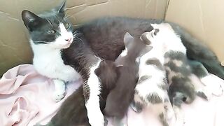 Hyperactive kittens find enough milk to suck from their Mother cat crazily