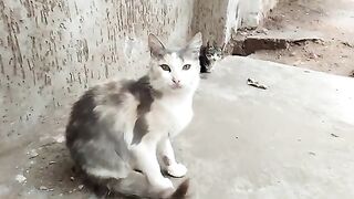 The mother cat waits for me every day with her sad little kitten and her sister