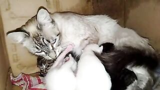 Poor mother cat gave her kittens a deep hug so they could feel warm and suck her milk