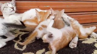 Skinny kittens did not get enough of the mother cat's meager milk