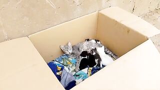 Mother cat hides with her kittens in the box waiting for me to come every day