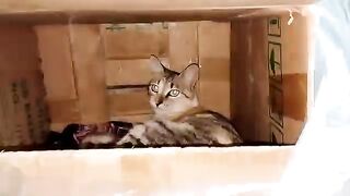 The mother cat hugs her two kittens with a warm hug full of love and tenderness