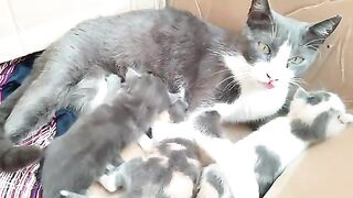 Kittens scramble to suck milk from the mother cat in an exciting scene