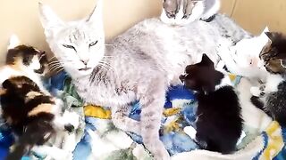 Mother cat adopted a kitten and began to love him more than her kittens