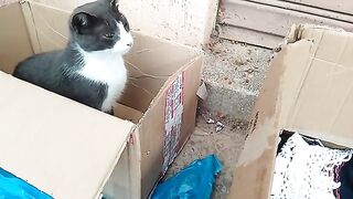 Four kittens insisting on sucking milk angered the mother cat