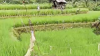 Menikmati libur tahun Baru ke sawah #pedesaancianjur #wisatacianjurselatan