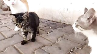 Mother cat does not want to eat until her kittens eat first