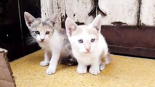 Homeless kittens who wait for me every day with their mother and father want food