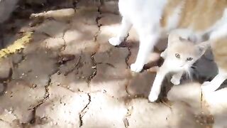 Skinny kitten tries to hug its mother so it can suck some milk