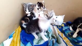 Mother cat cleans her kittens and takes care of an orphan kitten