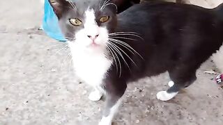 Kittens try to sleep in each other's arms until the mother cat returns to breastfeed them