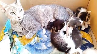 Mother cat caring for an orphaned kitten alongside her kittens will inspire your heart