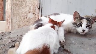 The poor kitten didn't get enough milk from the hungry mother cat