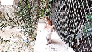 Poor kittens hiding in a garden waiting for their absent mother to return