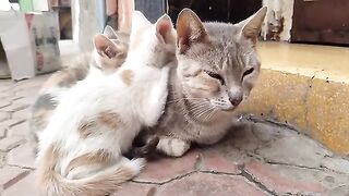 Two kittens who weren't able to get enough milk left the mother cat exhausted