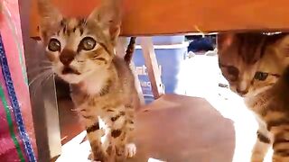 Homeless kittens ask the mother cat for food and attention