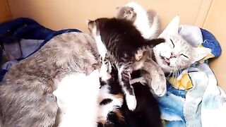 Mother cat hugs her kittens and adopts a adorable kitten